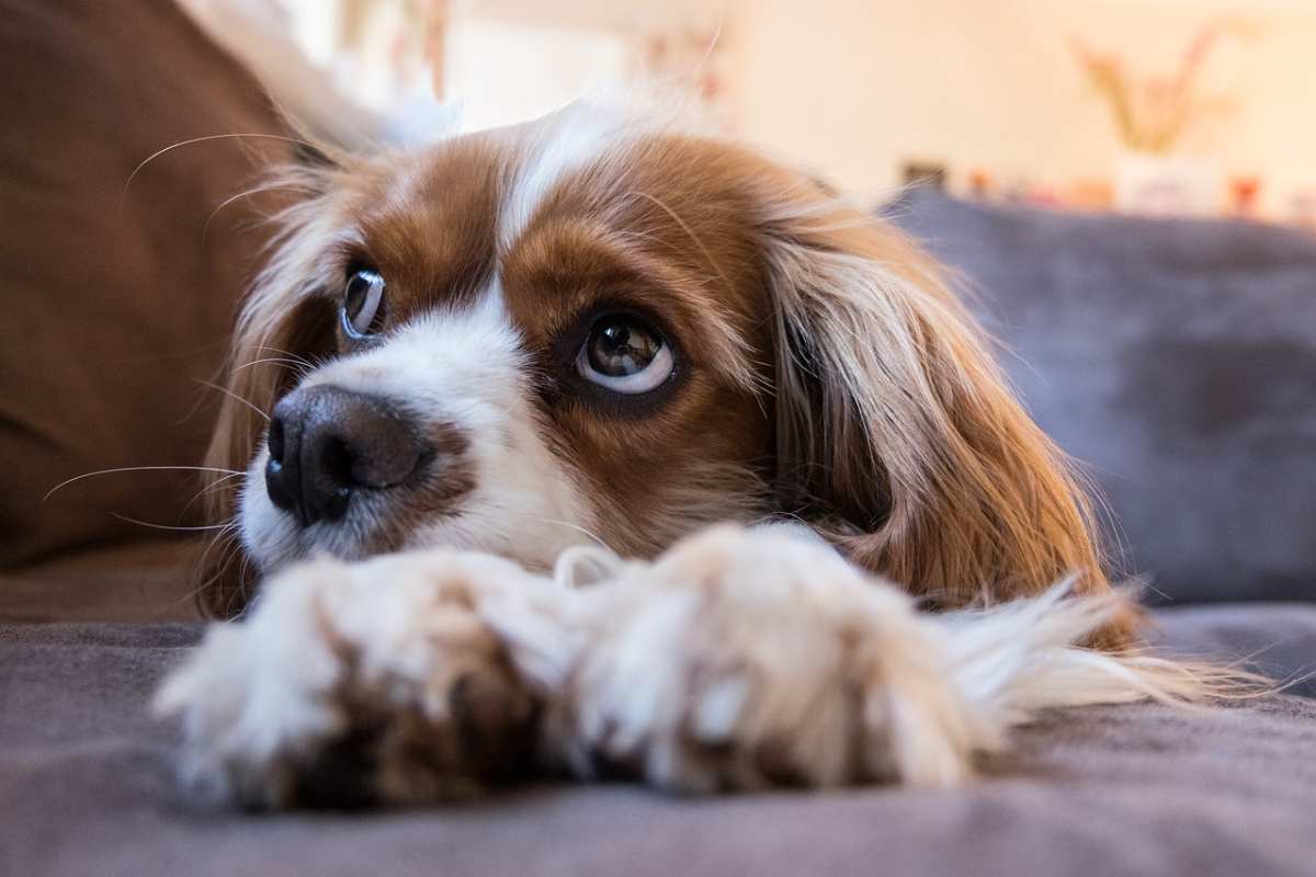 tre razze di cane perfette chi ha gatto