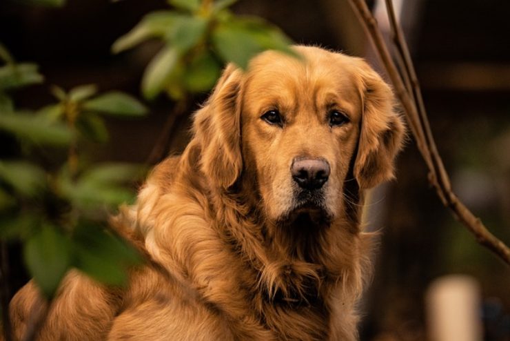 3 razze cani perfette per chi ha gatto